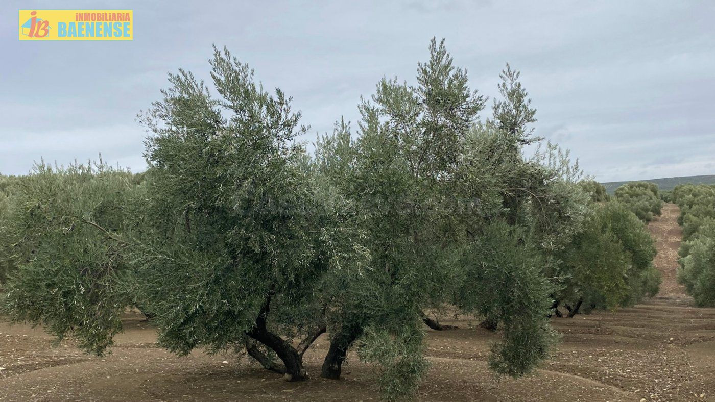 Olivar llano con muy buena tierra - foto 3