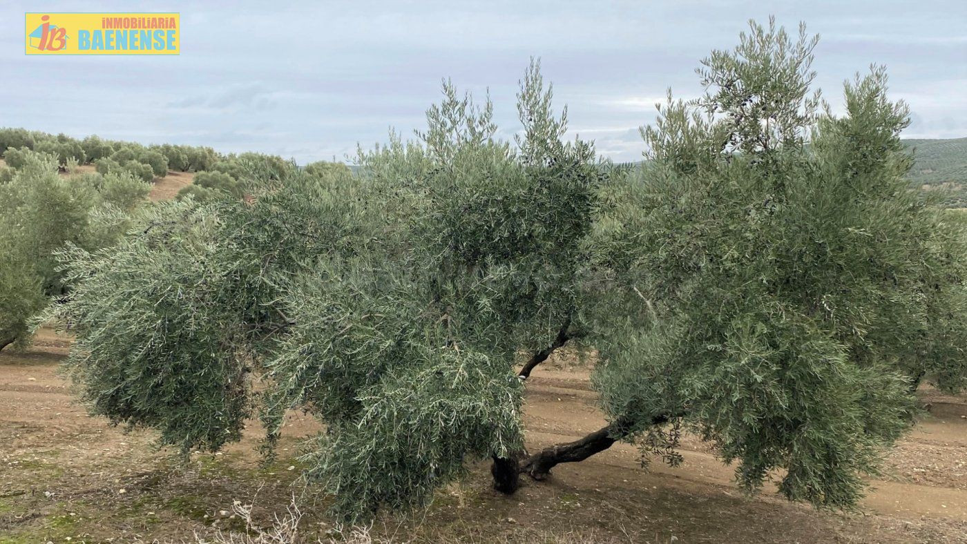 Olivar llano con muy buena tierra - foto 4