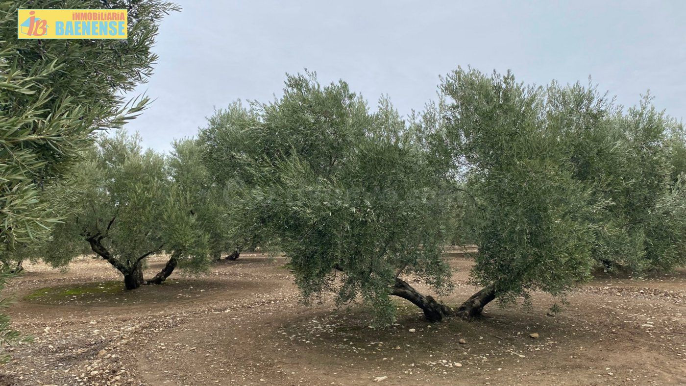 Olivar llano con muy buena tierra - foto 5