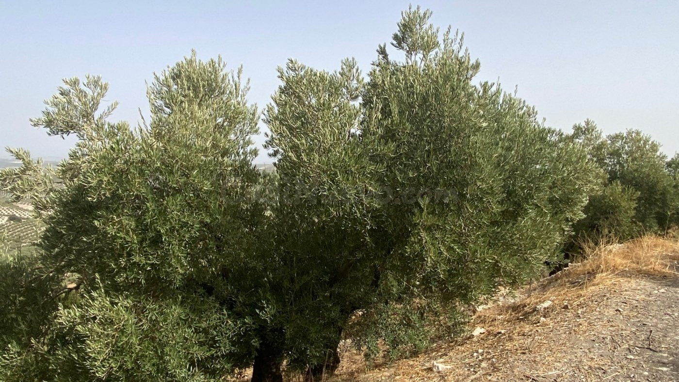 Finca de olivar con buenos rendimientos