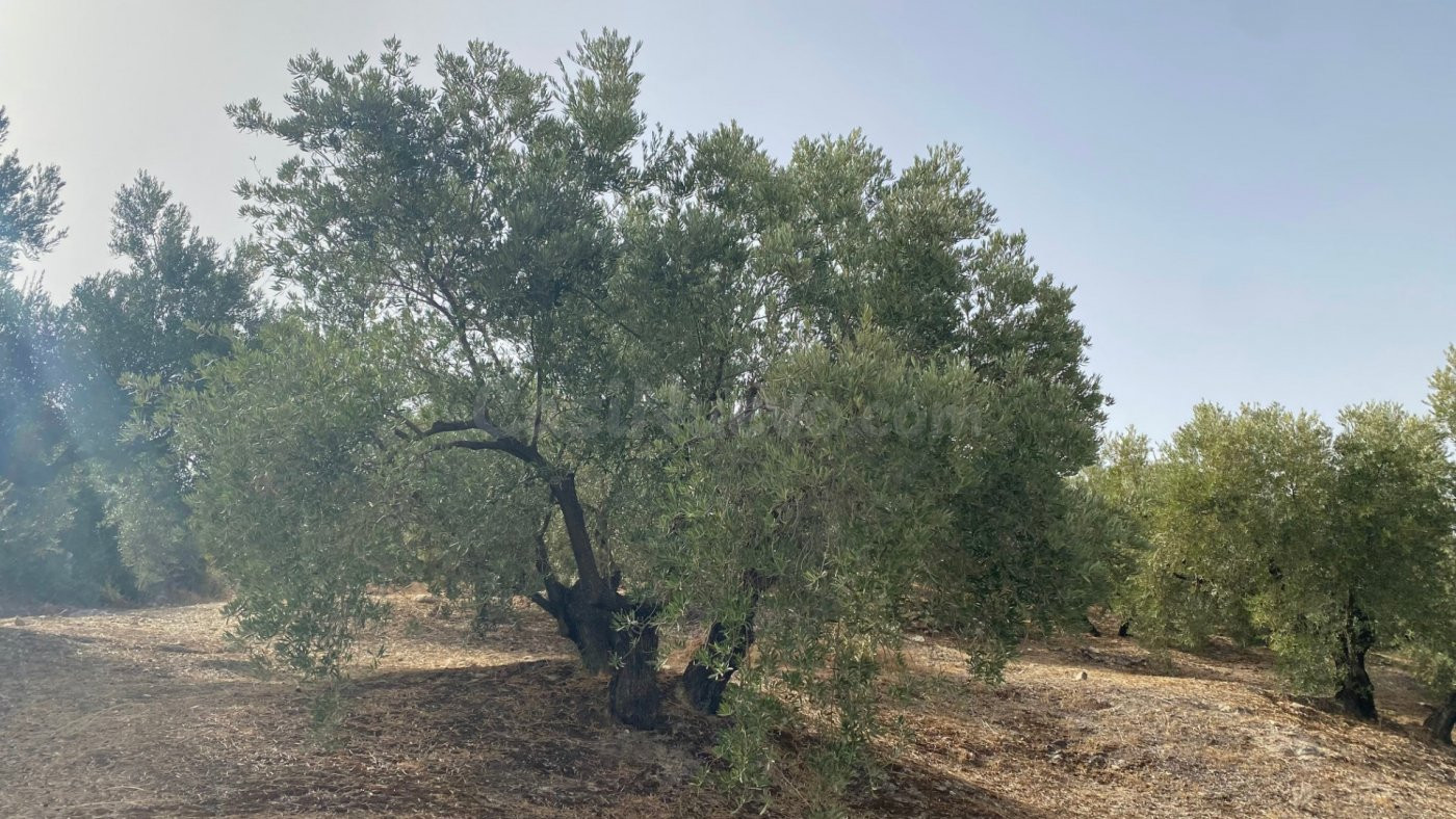 Finca de olivar con buenos rendimientos - foto 2
