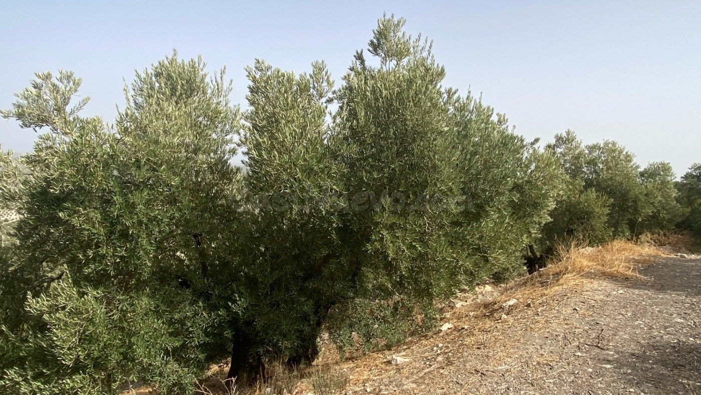 Finca de olivar con buenos rendimientos - foto 3