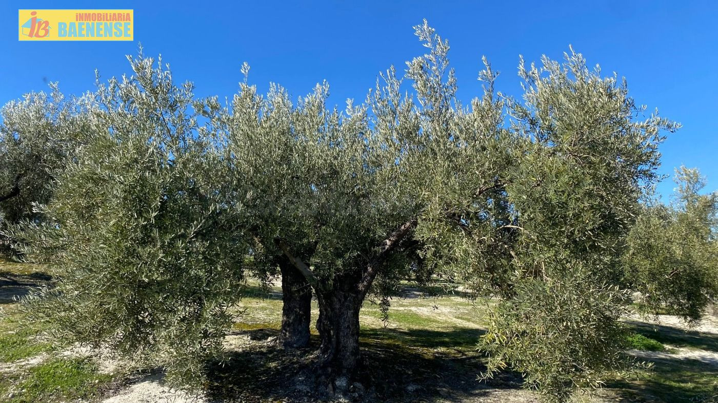 Olivar tradicional muy productivo