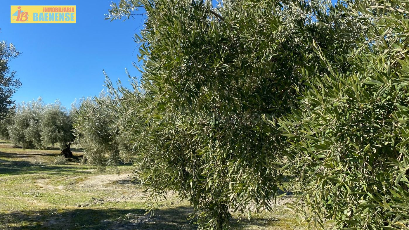 Olivar tradicional muy productivo - foto 2