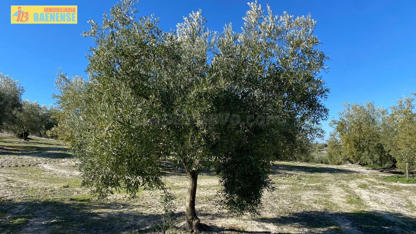 Olivar tradicional muy productivo - foto 3