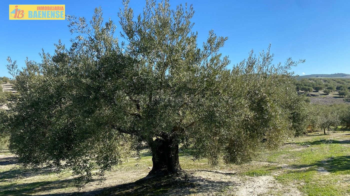 Olivar tradicional muy productivo - foto 4