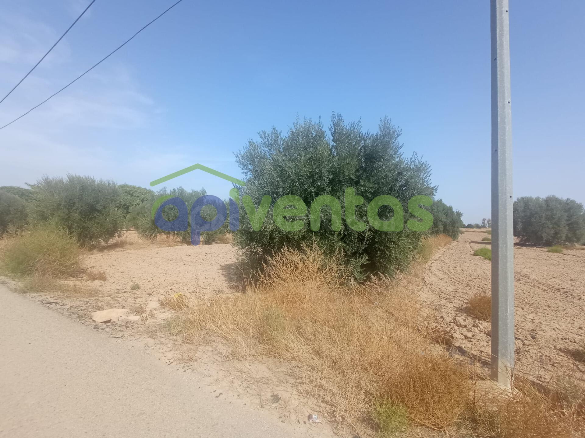 Parcela para edificar de regadio - foto 3
