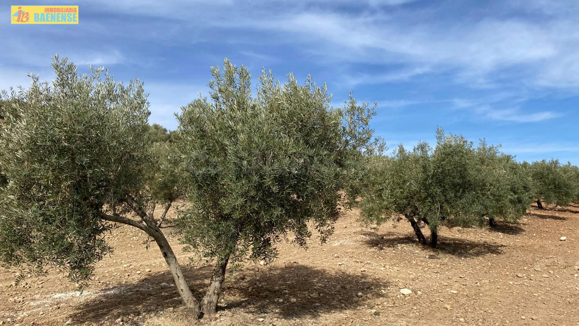 Finca de olivar cerca de carretera