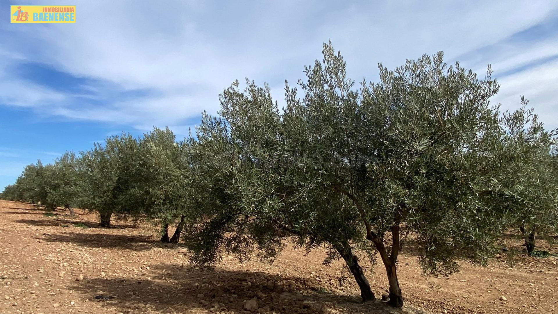 Finca de olivar cerca de carretera - foto 2