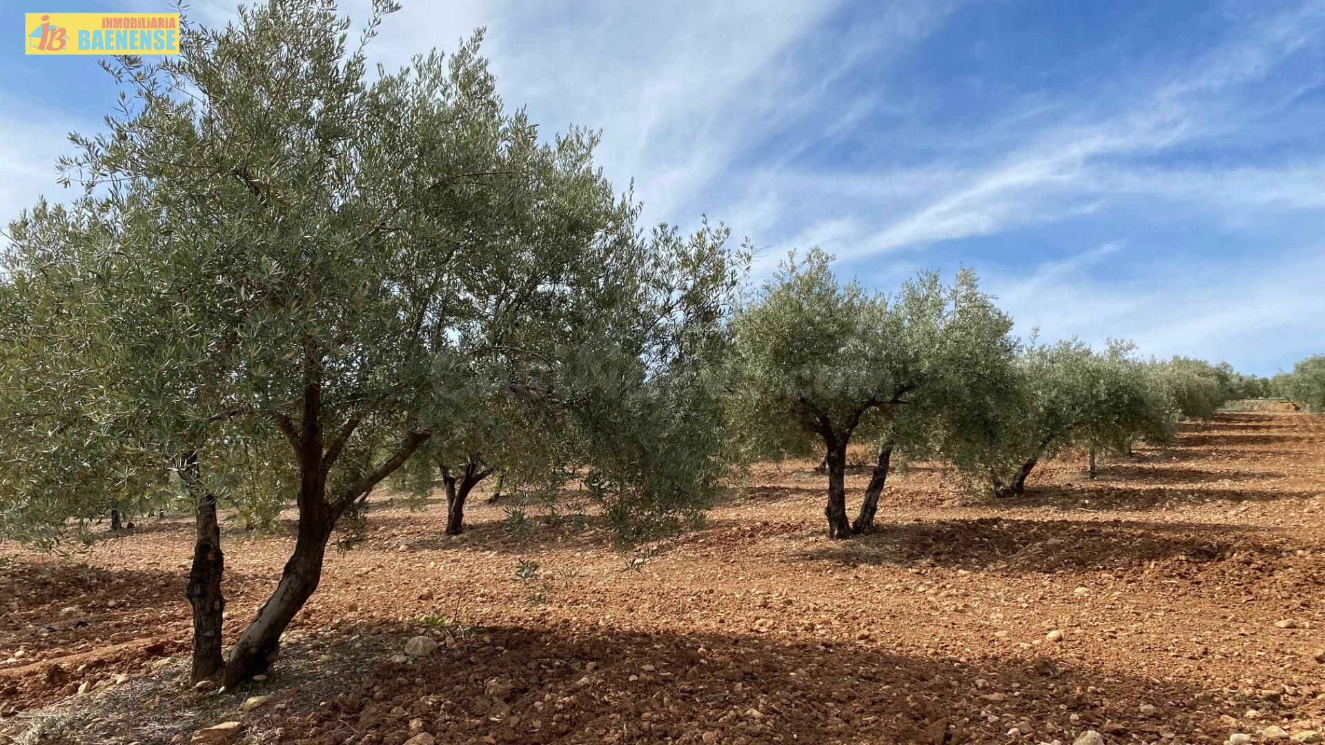 Finca de olivar cerca de carretera - foto 3