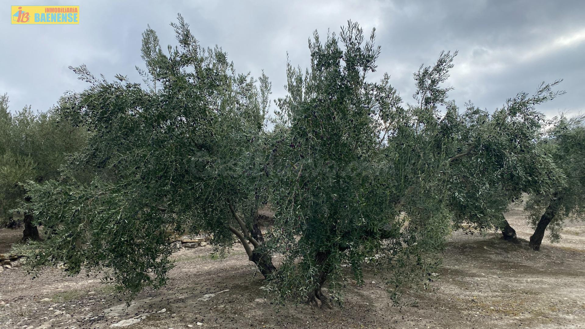 Finca de olivar en Nueva Carteya