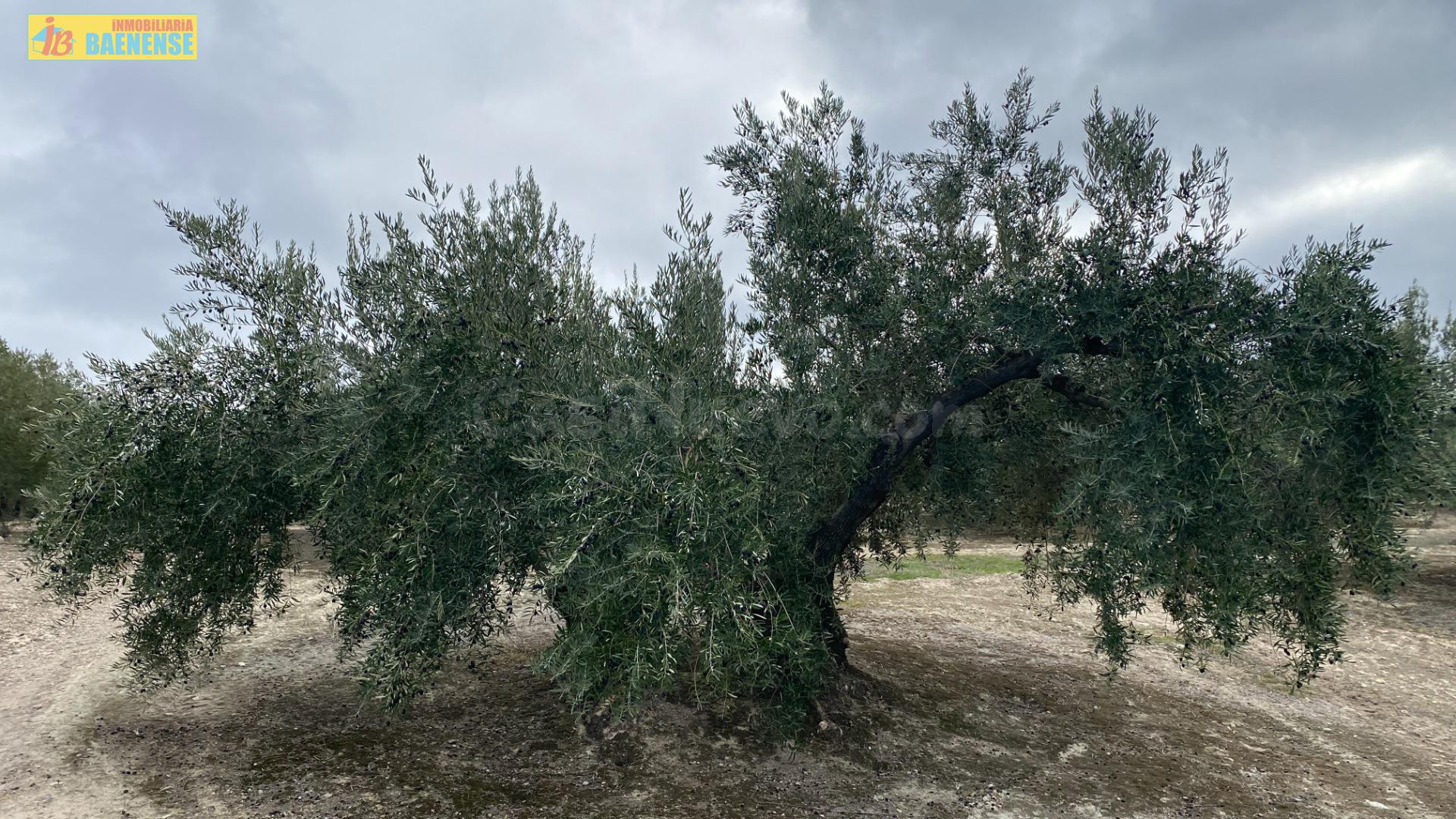 Finca de olivar en Nueva Carteya - foto 2