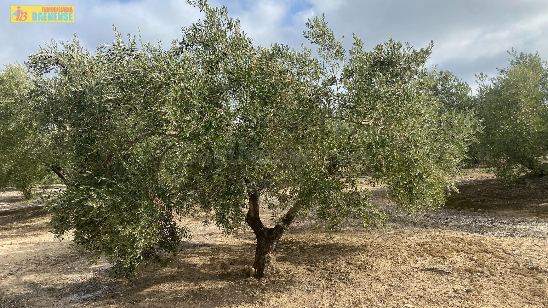 Finca de olivar en Nueva Carteya - foto 3
