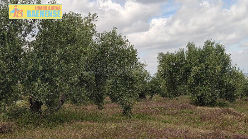 Olivar en muy buena ubicación