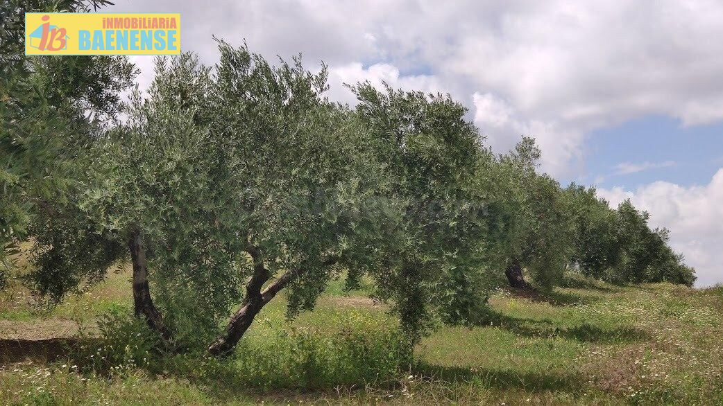 Olivar en muy buena ubicación - foto 2