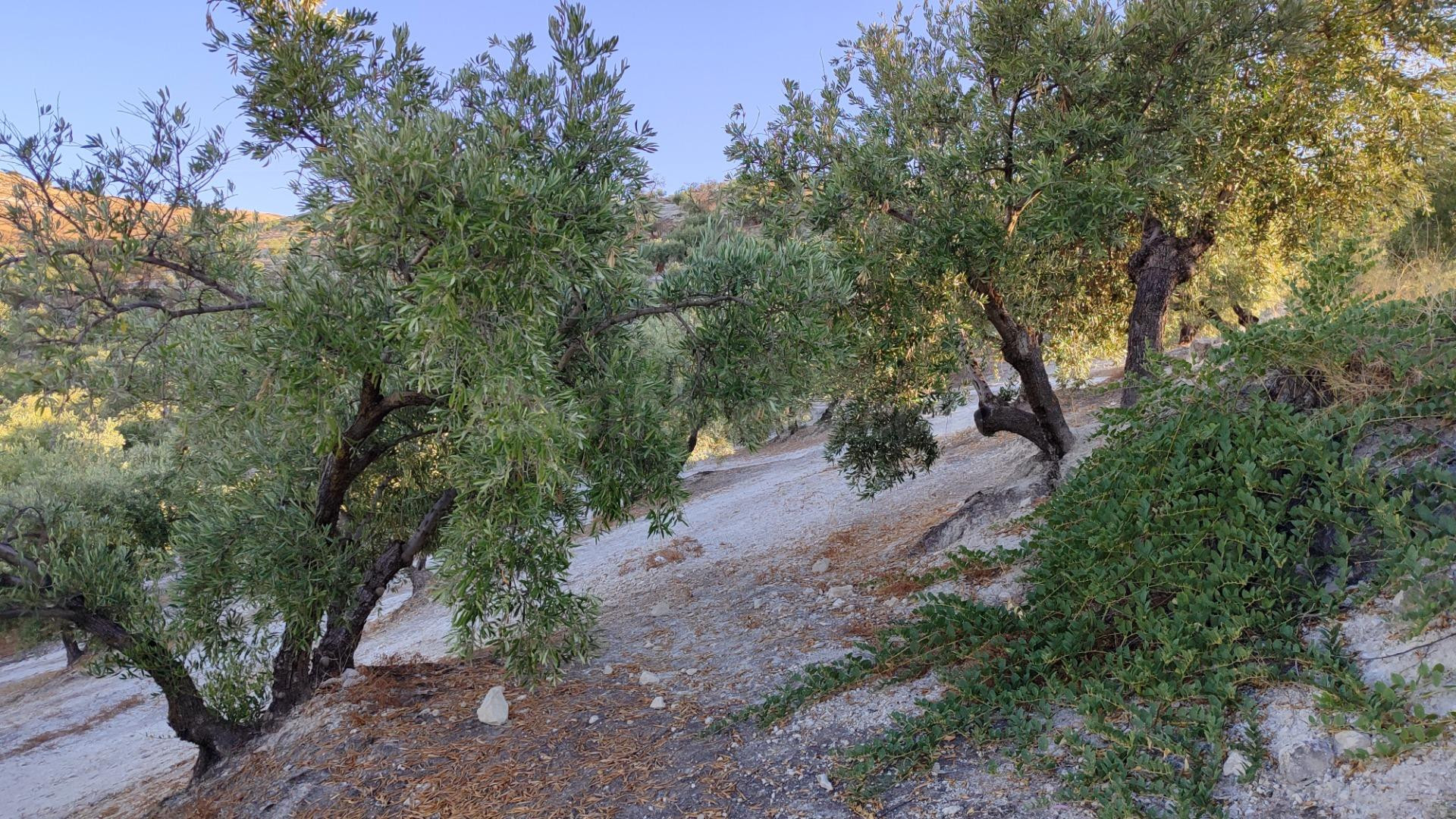 Olivar en venta