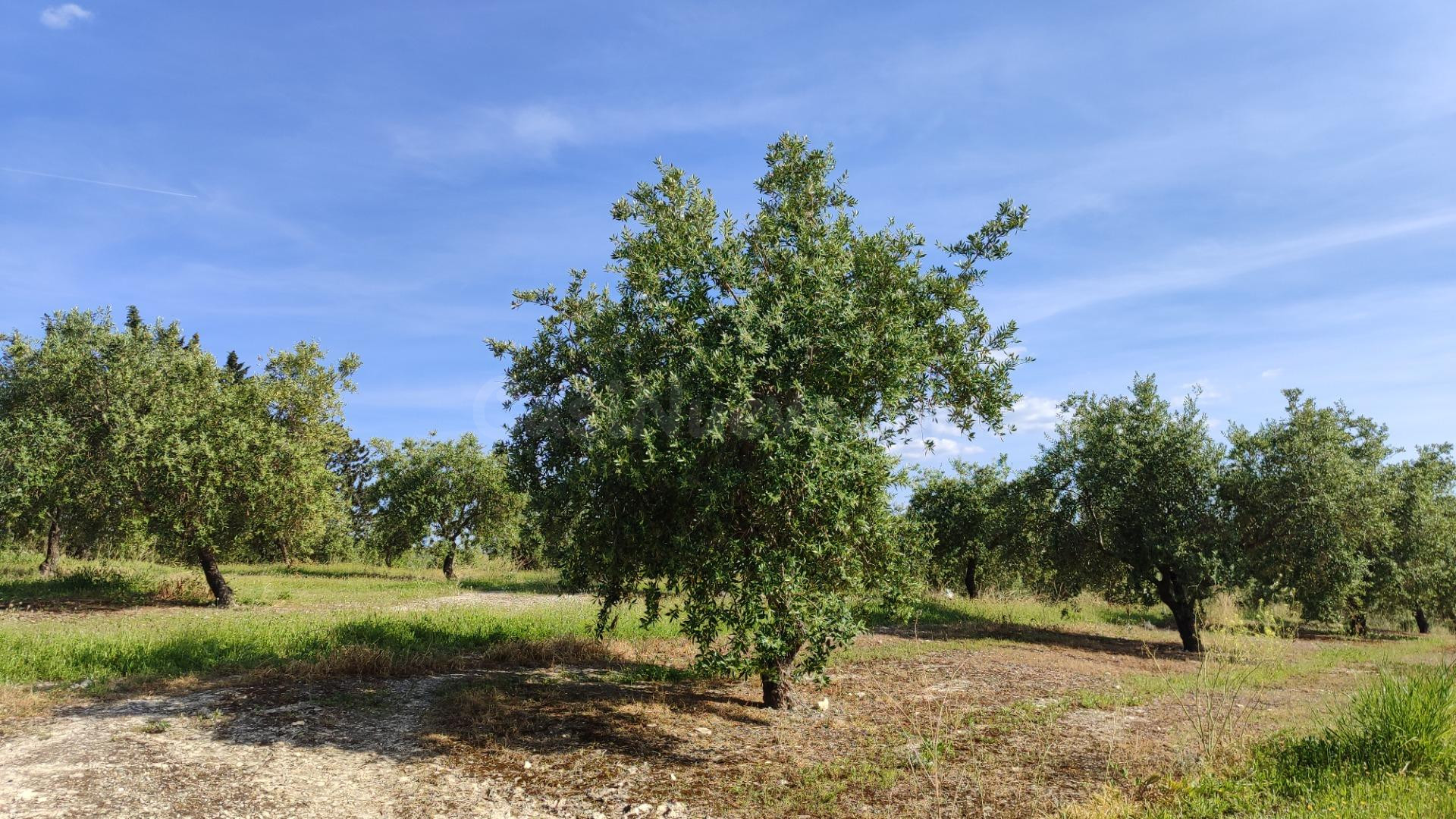 Finca de olivar en venta