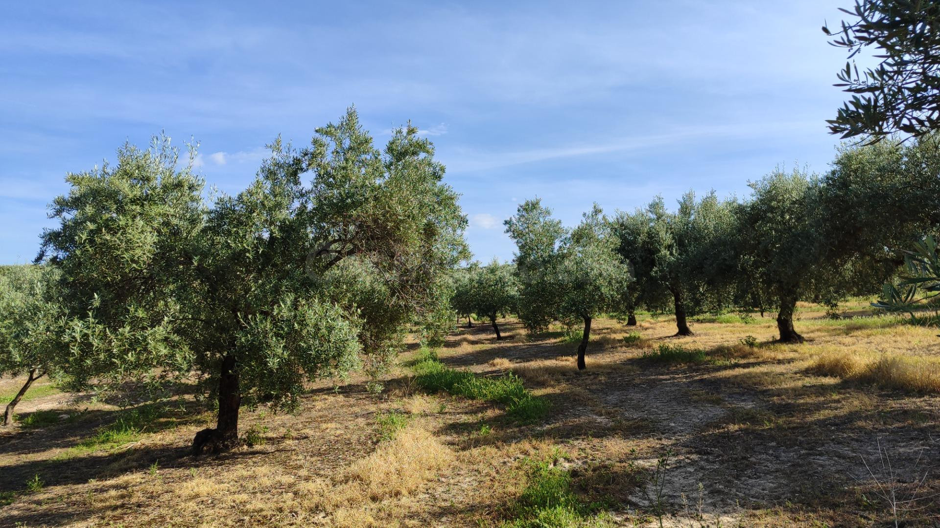 Finca de olivar en venta - foto 2
