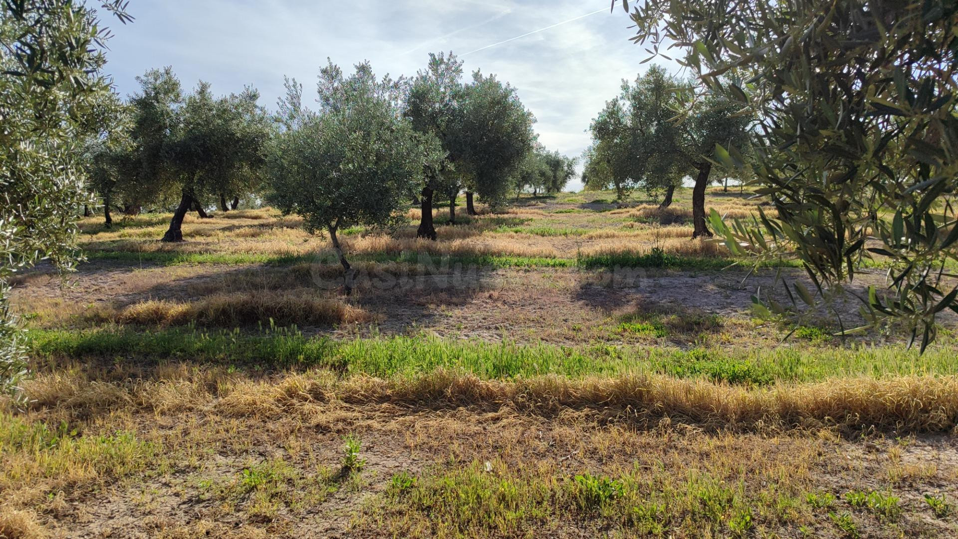 Finca de olivar en venta - foto 3