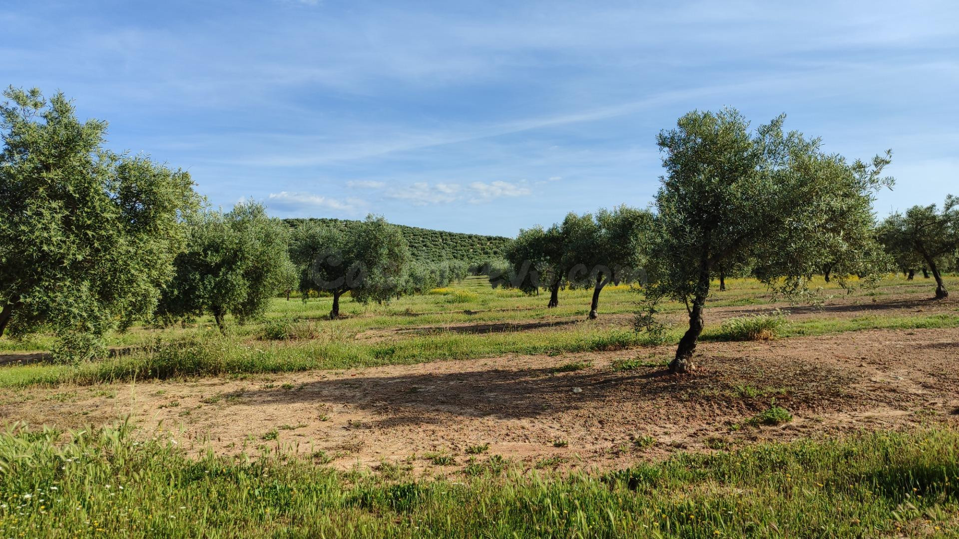 Finca de olivar en venta - foto 4