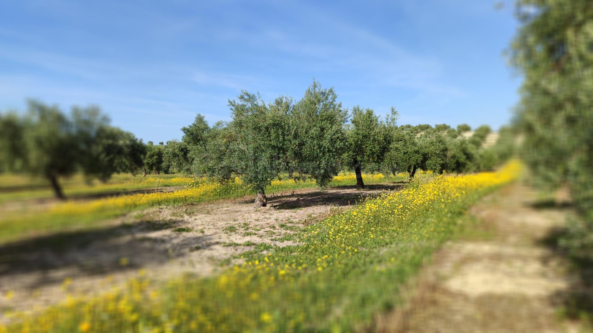 Finca de olivar en venta - foto 5