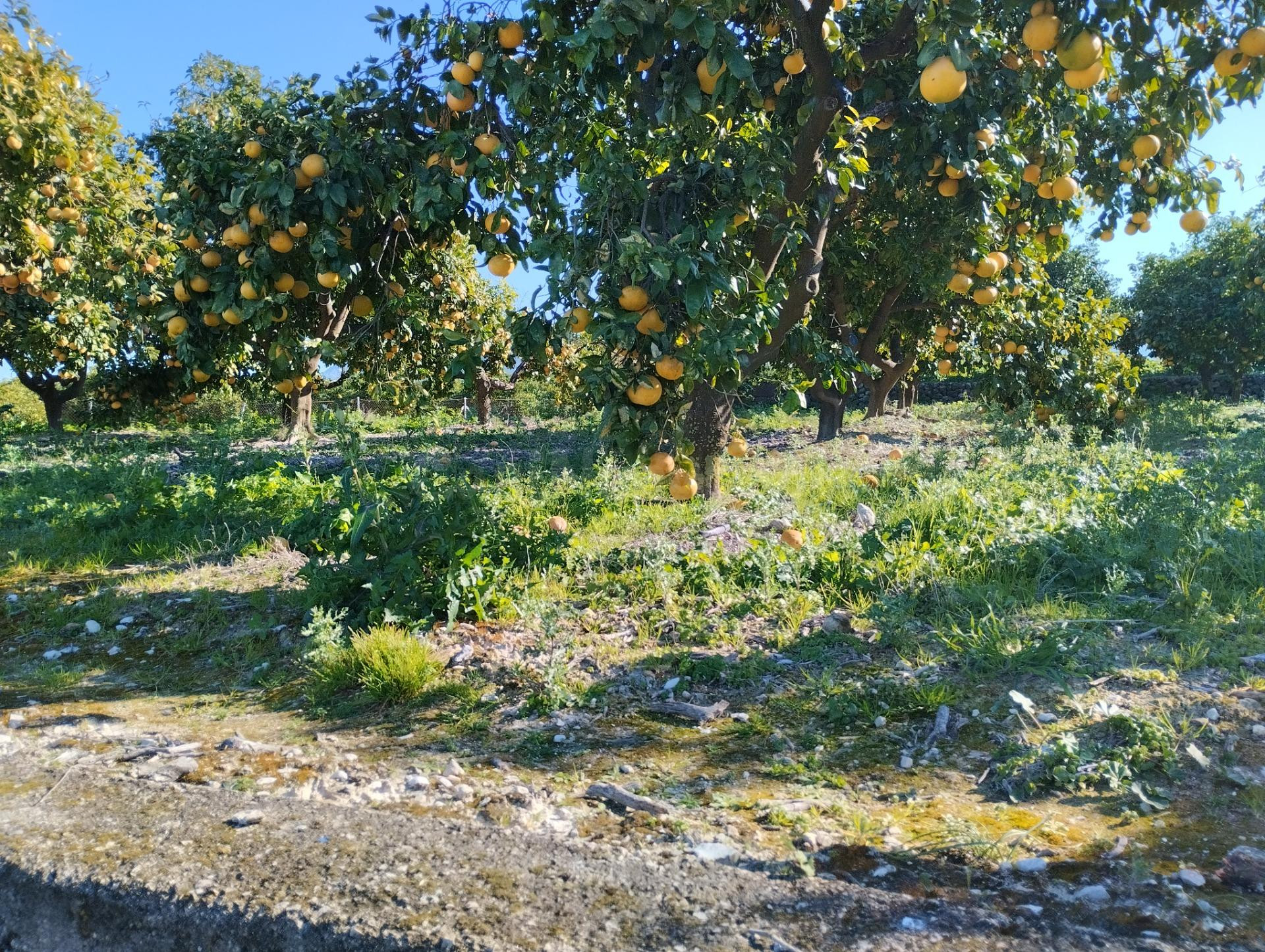 Finca Rústica cercana al pueblo