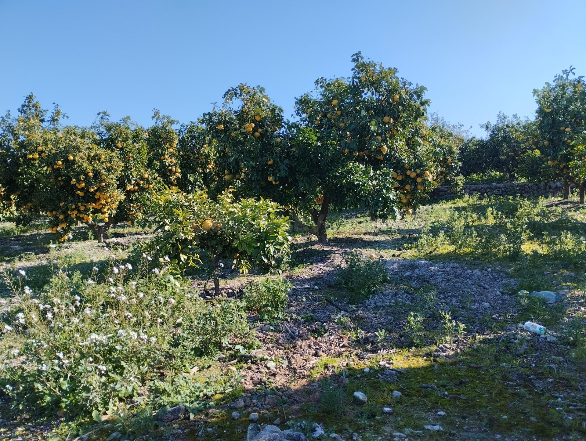 Finca Rústica cercana al pueblo - foto 2