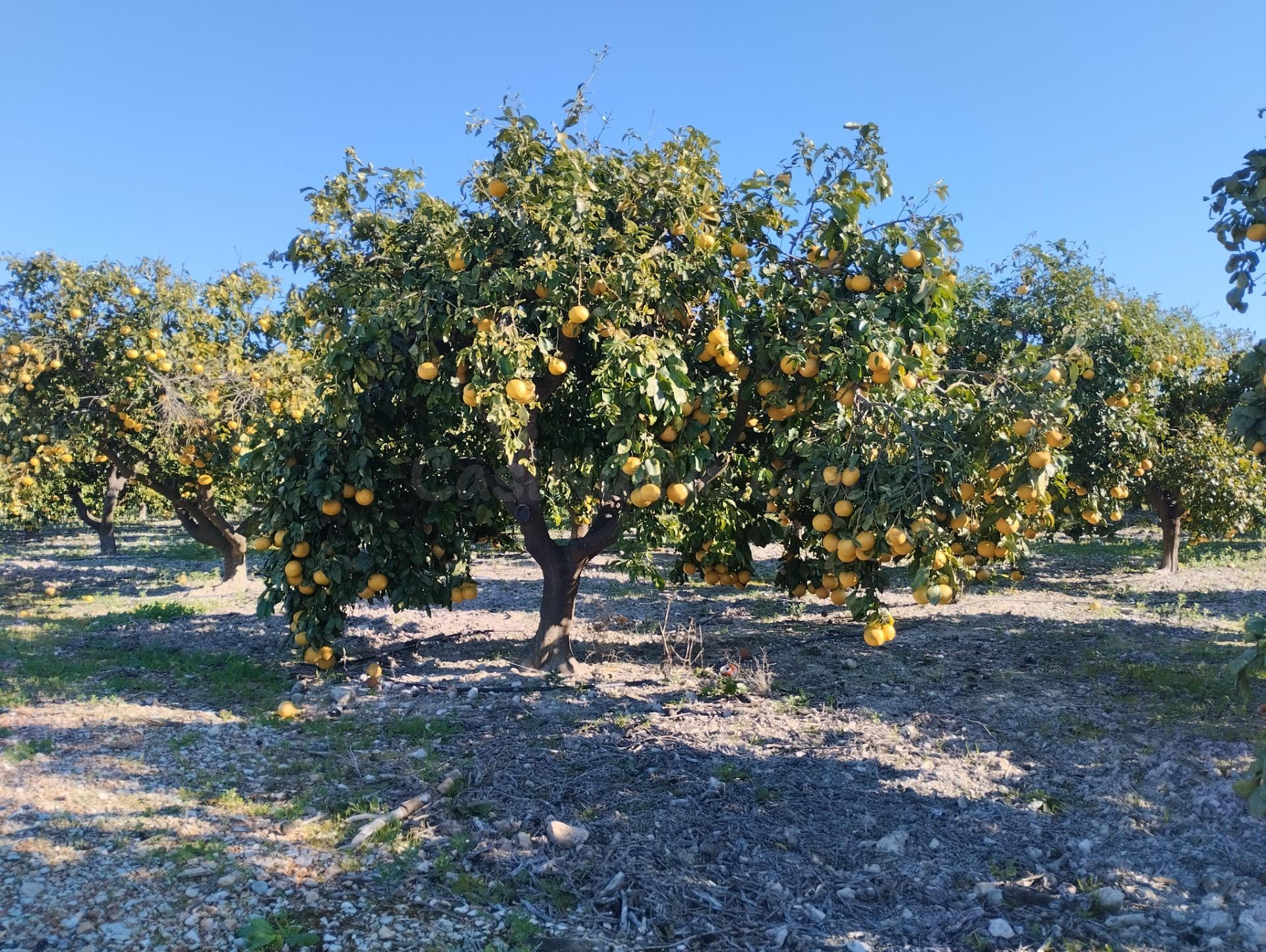 Finca Rústica cercana al pueblo - foto 3