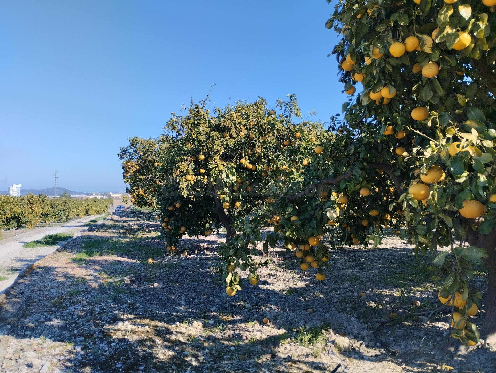 Finca Rústica cercana al pueblo - foto 4