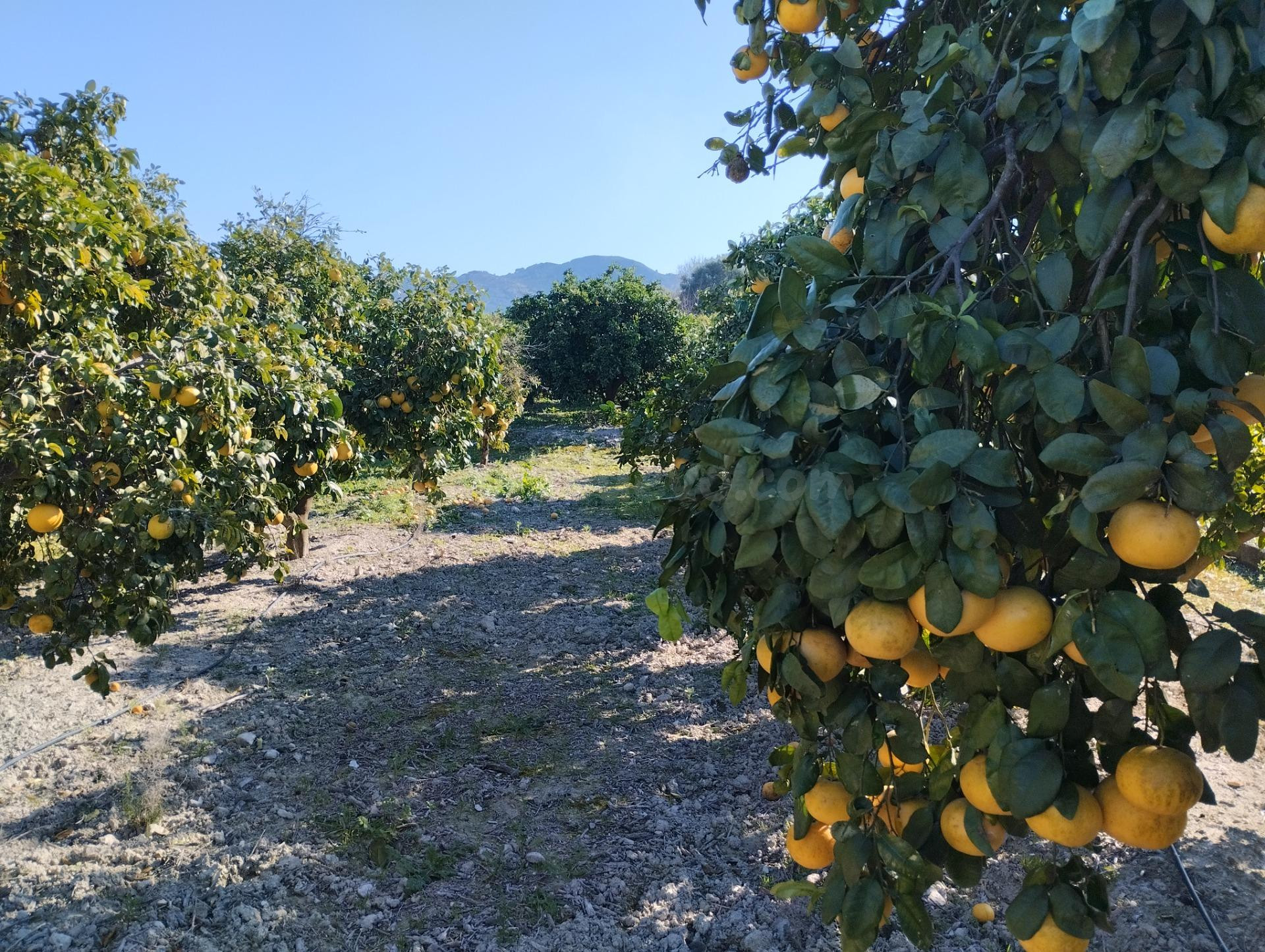 Finca Rústica cercana al pueblo - foto 5