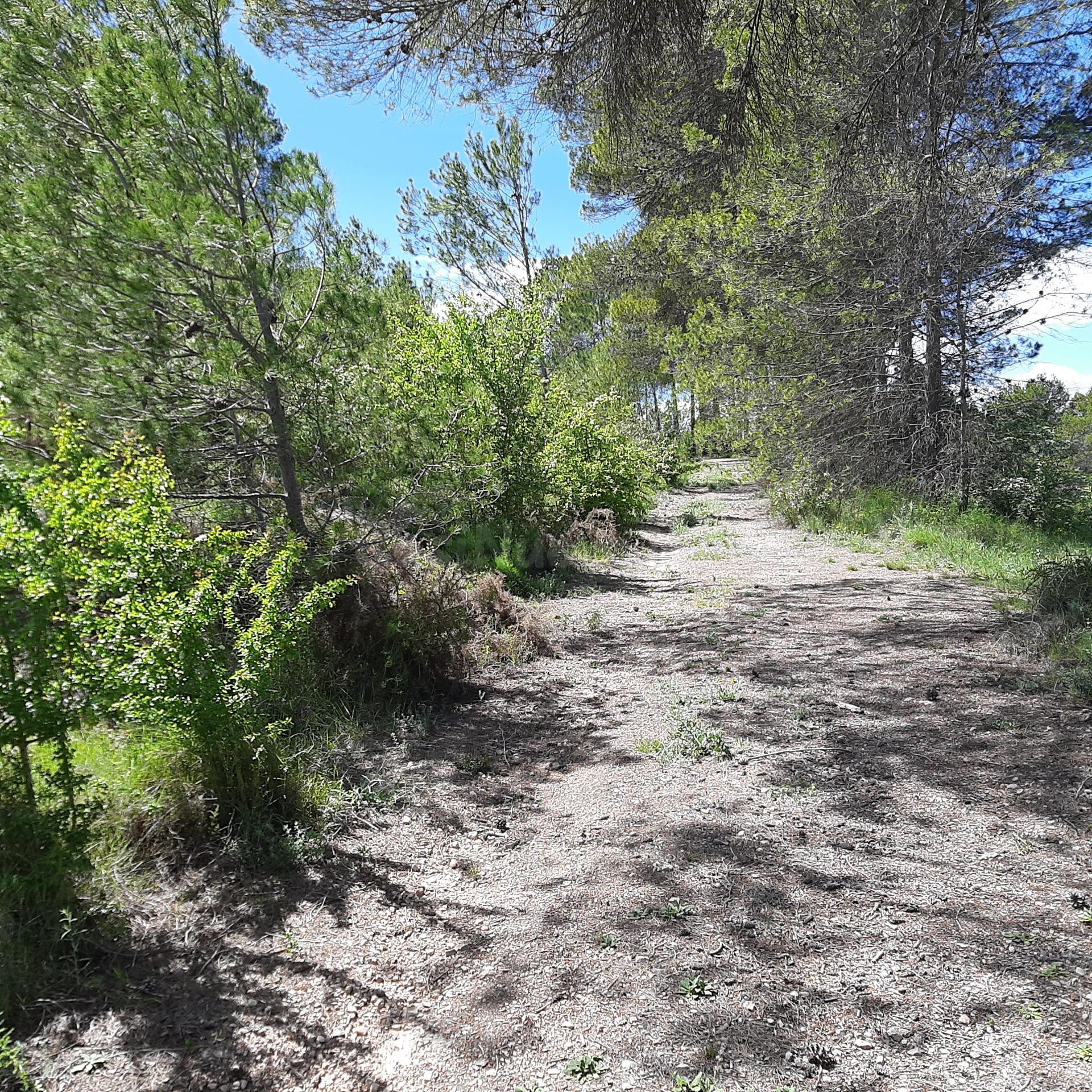 Fantástica finca de 37 hectareas 8 hectáreas con masia - foto 2