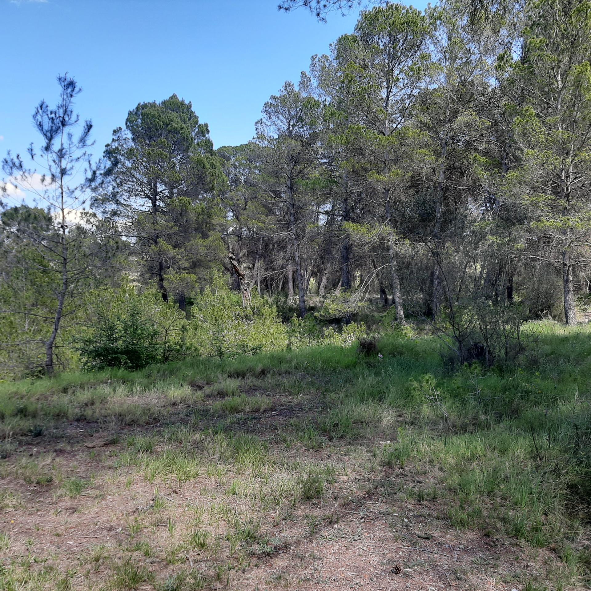 Fantástica finca de 37 hectareas 8 hectáreas con masia - foto 3