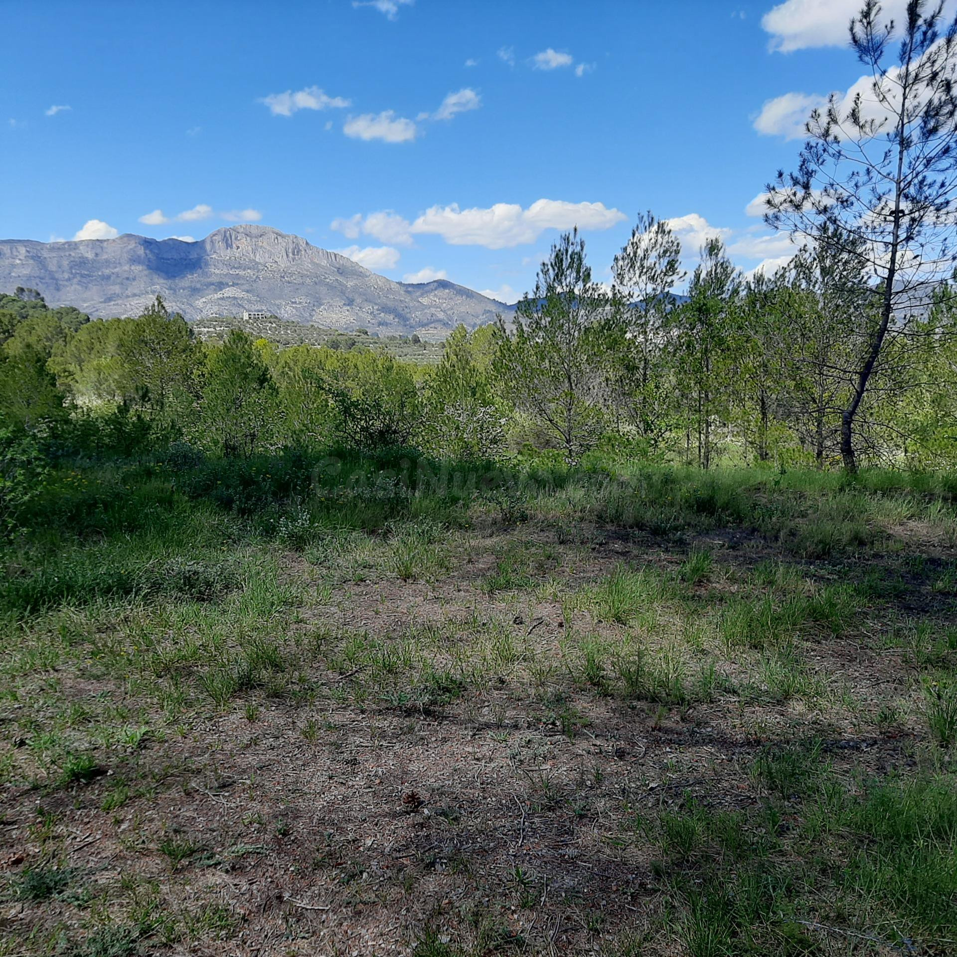 Fantástica finca de 37 hectareas 8 hectáreas con masia - foto 4