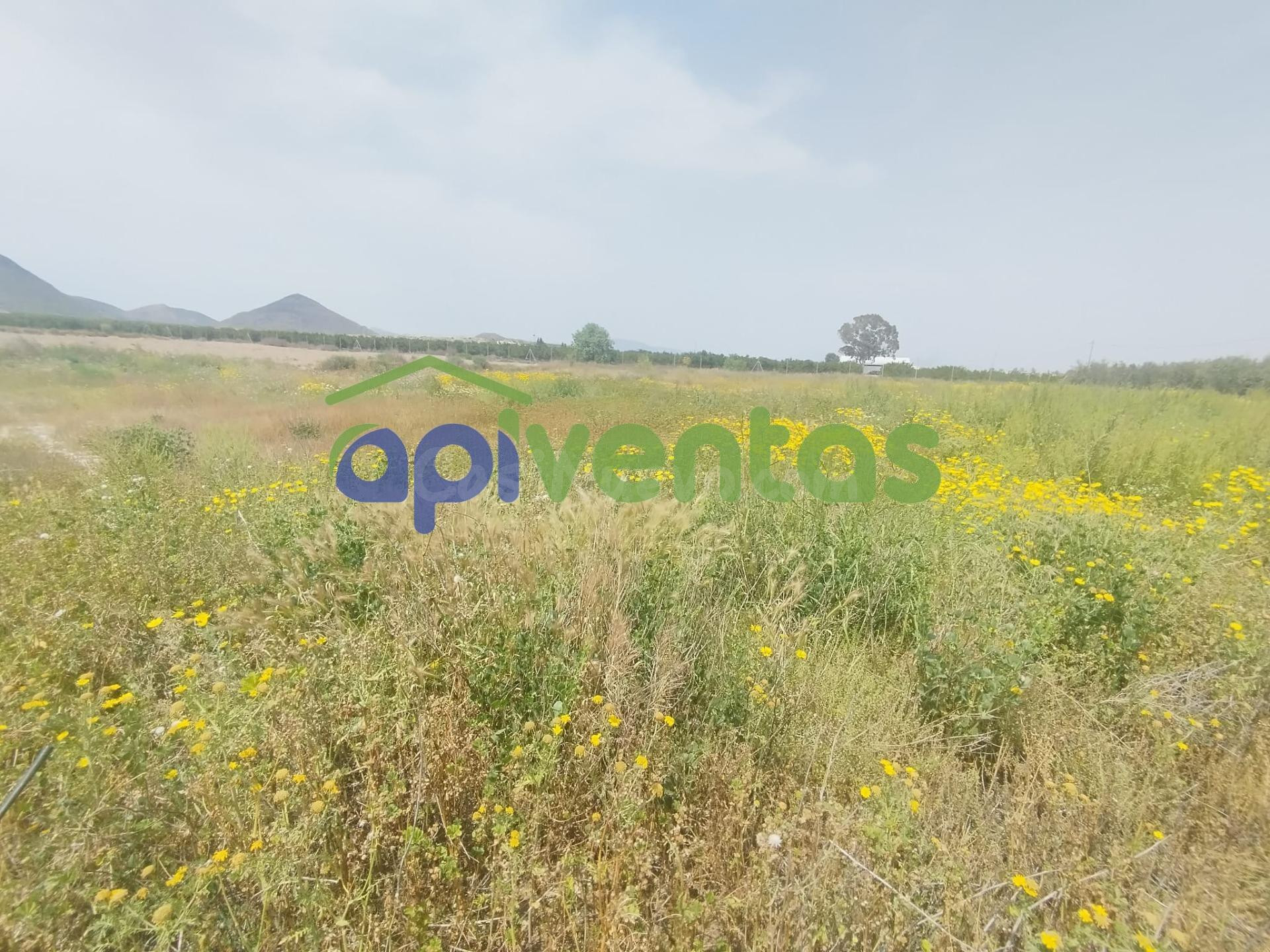 Terreno de Regadío - foto 4