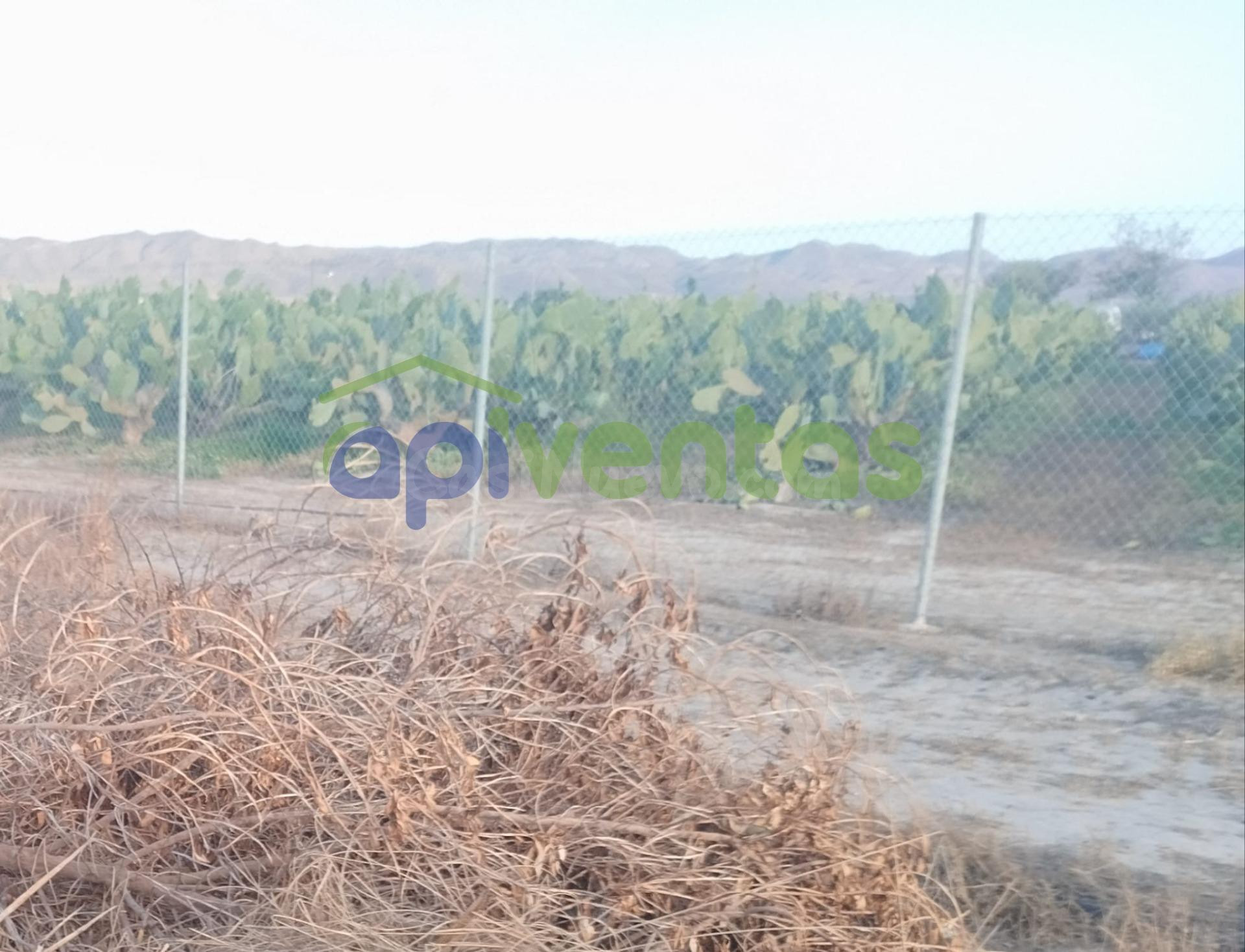 Terreno de Regadío - foto 3