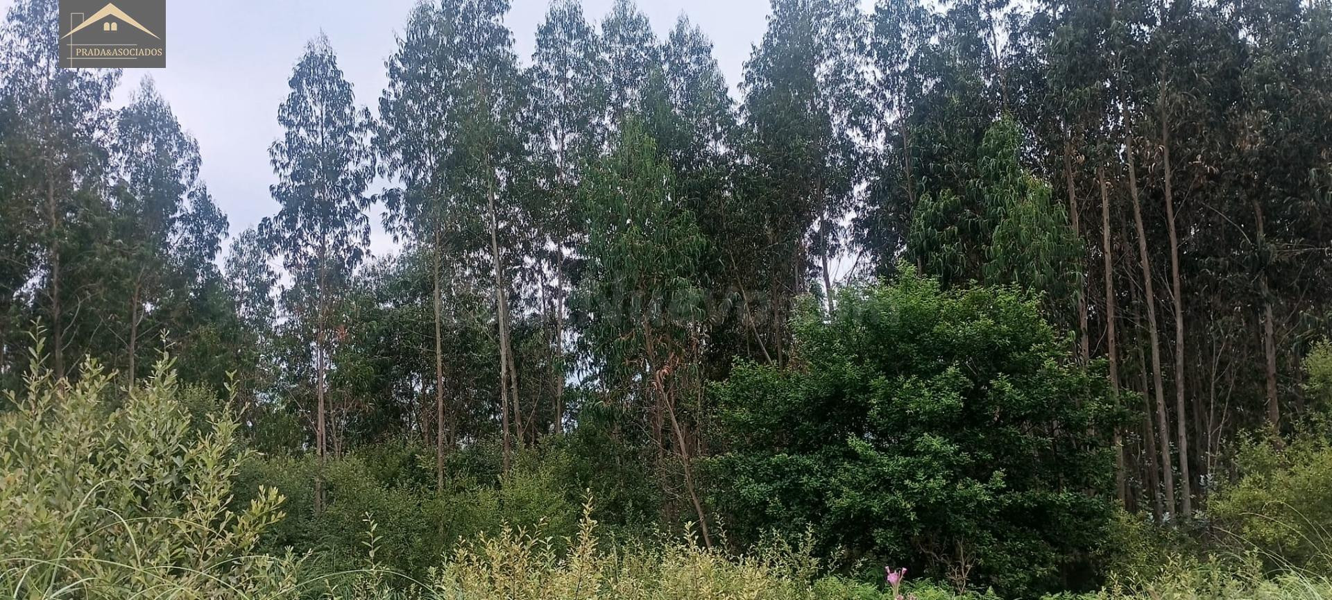 Finca rústica con eucaliptos listos para aprovechamiento