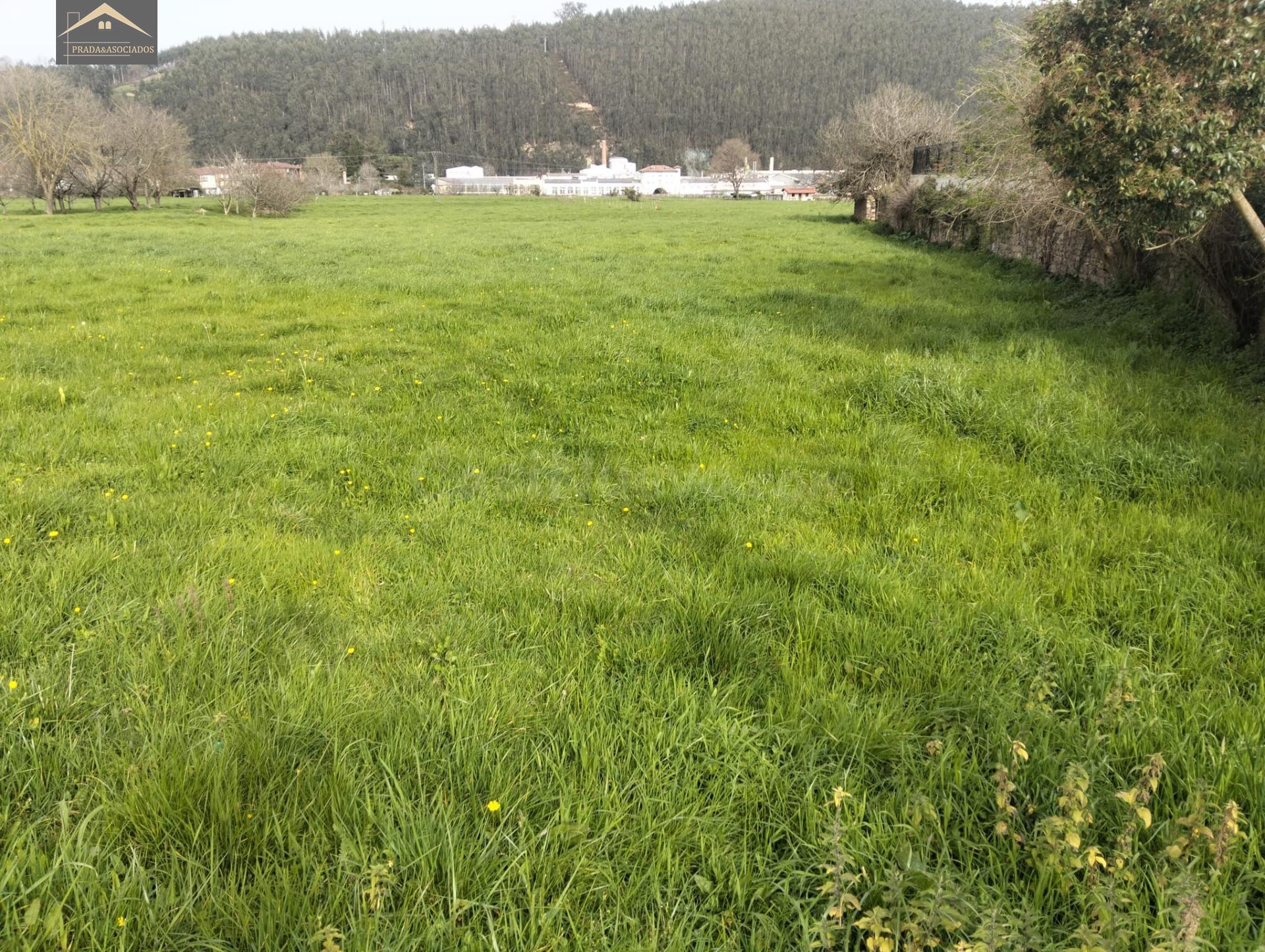 FINCA URBANA 2875M2 EN  VERNEJO (CABEZON DE LA SAL) - foto 4