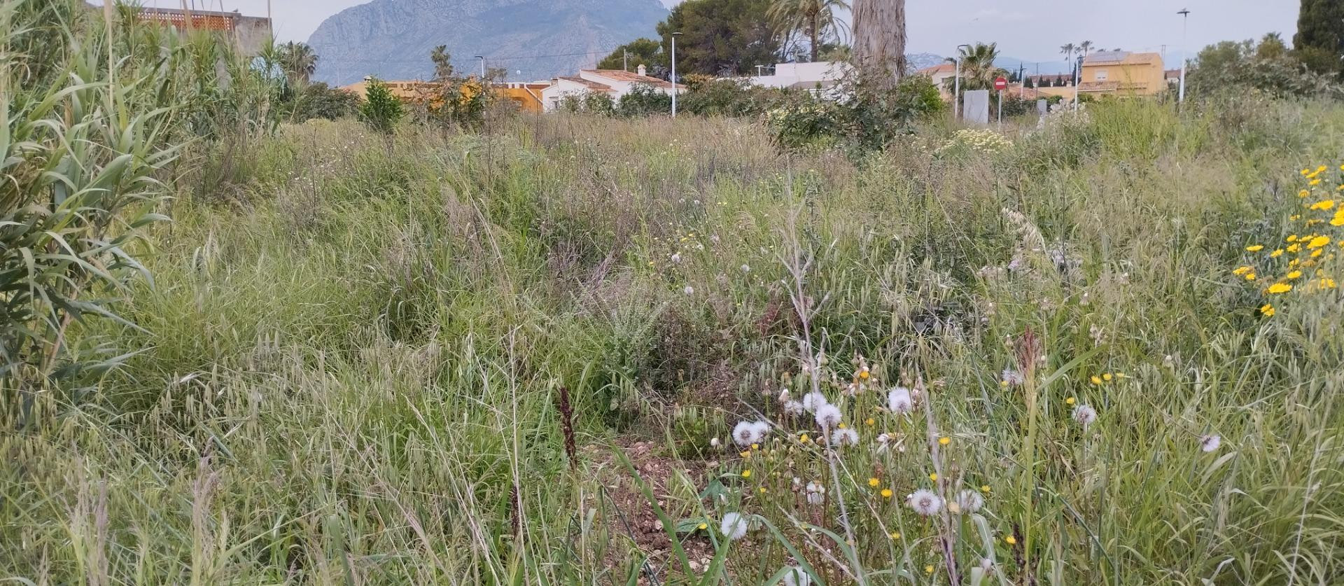 Terreno Urbano en Els Poblets a Solo 400 Metros del Mar por  - foto 4