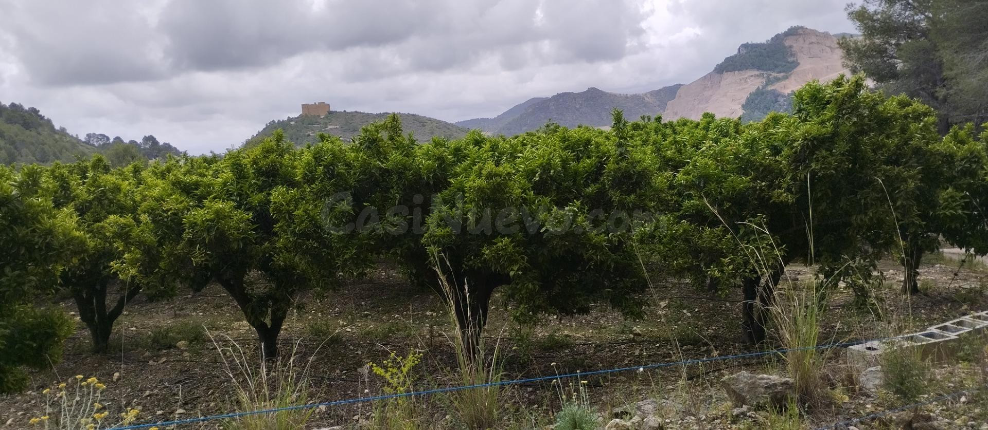 Finca rústica con caseta de aperos - foto 2