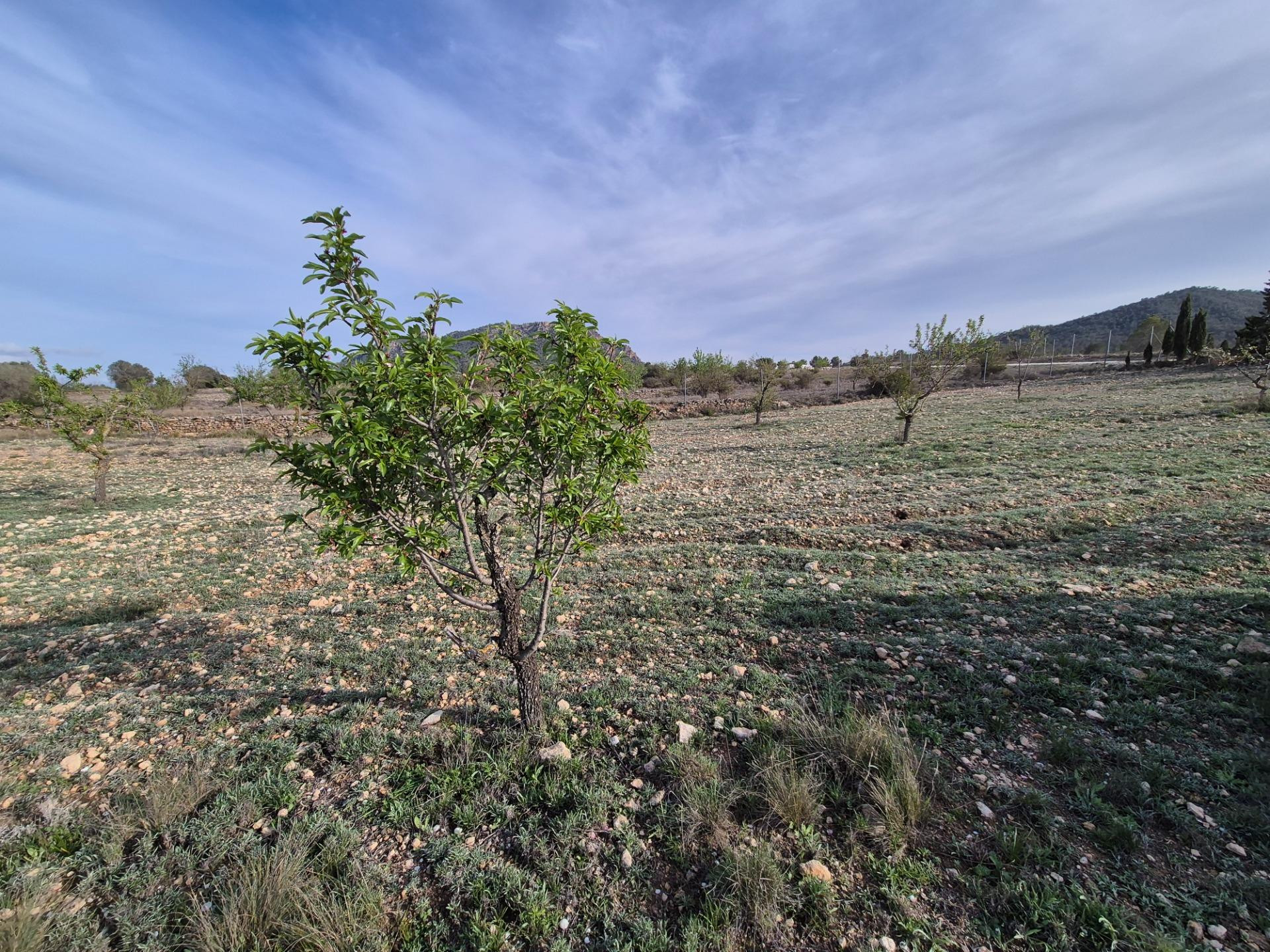 VENTA DE CAMPO - foto 2