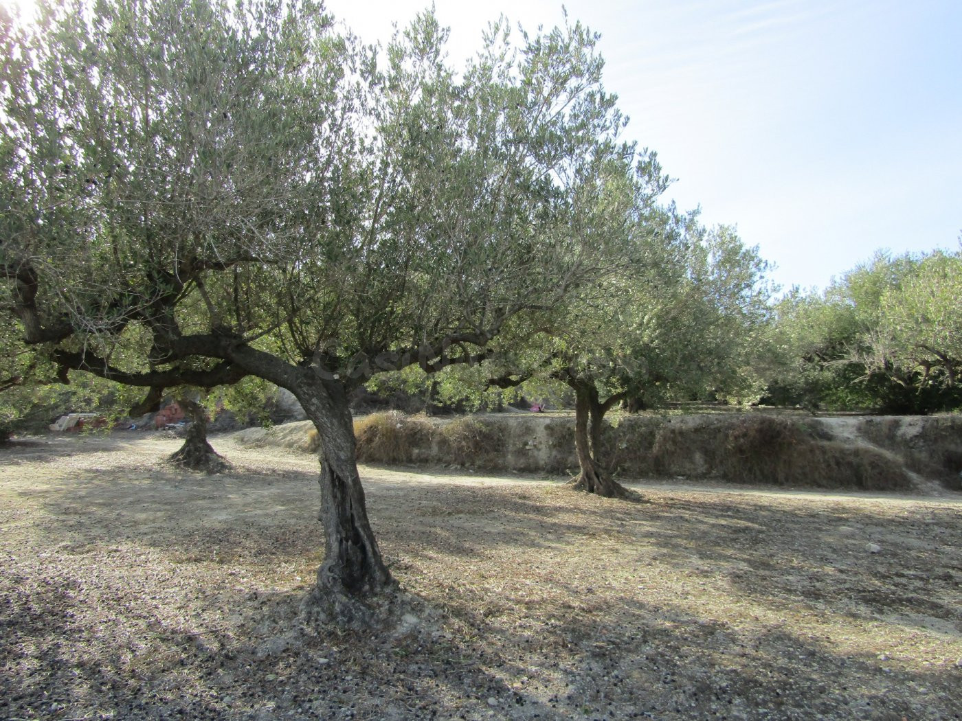 SE VENDE TERRENO DE OLIVOS EN RÀFOL DE SALEM (VALENCIA)