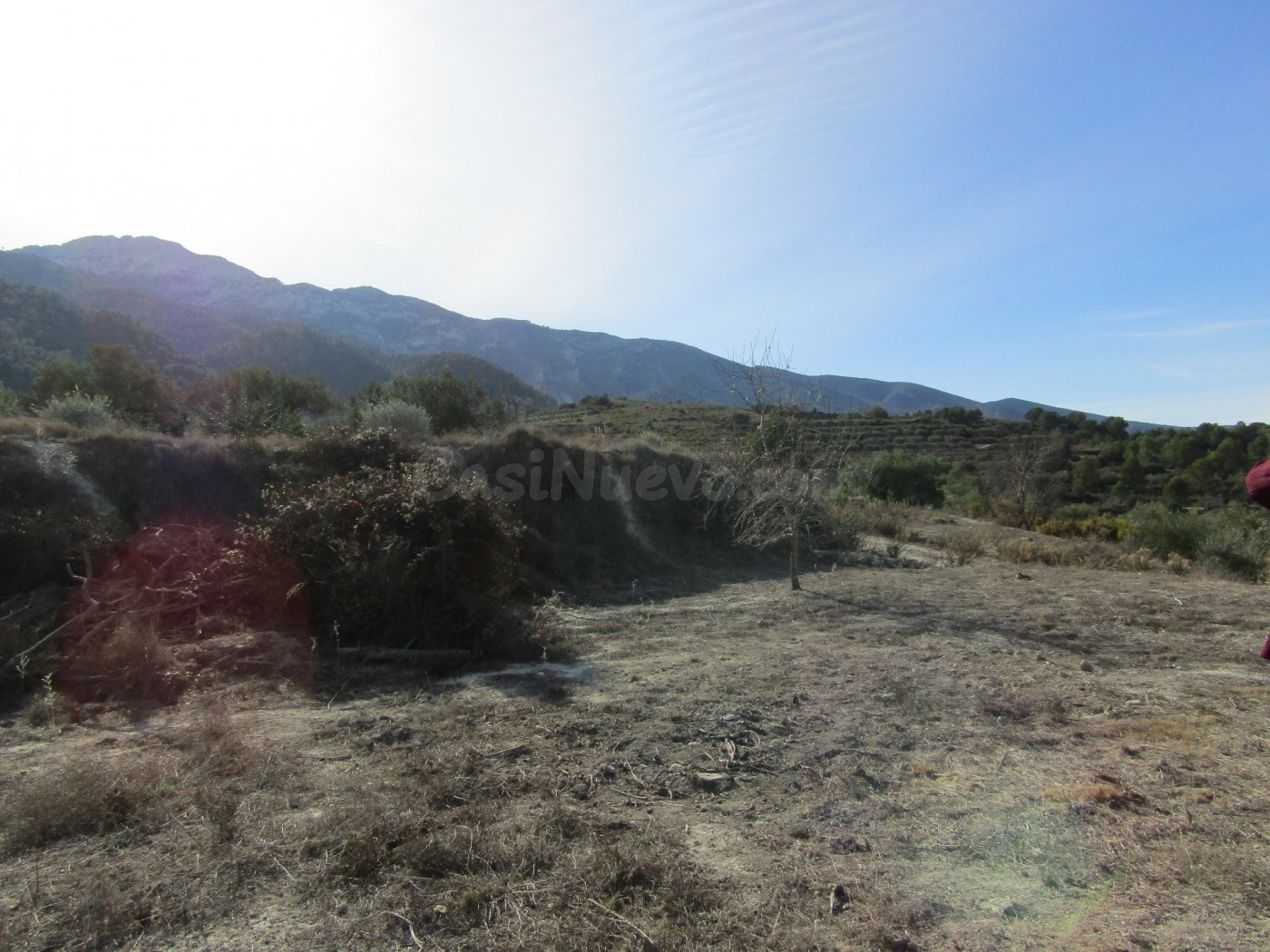 SE VENDE TERRENO DE OLIVOS EN RÀFOL DE SALEM (VALENCIA) - foto 4