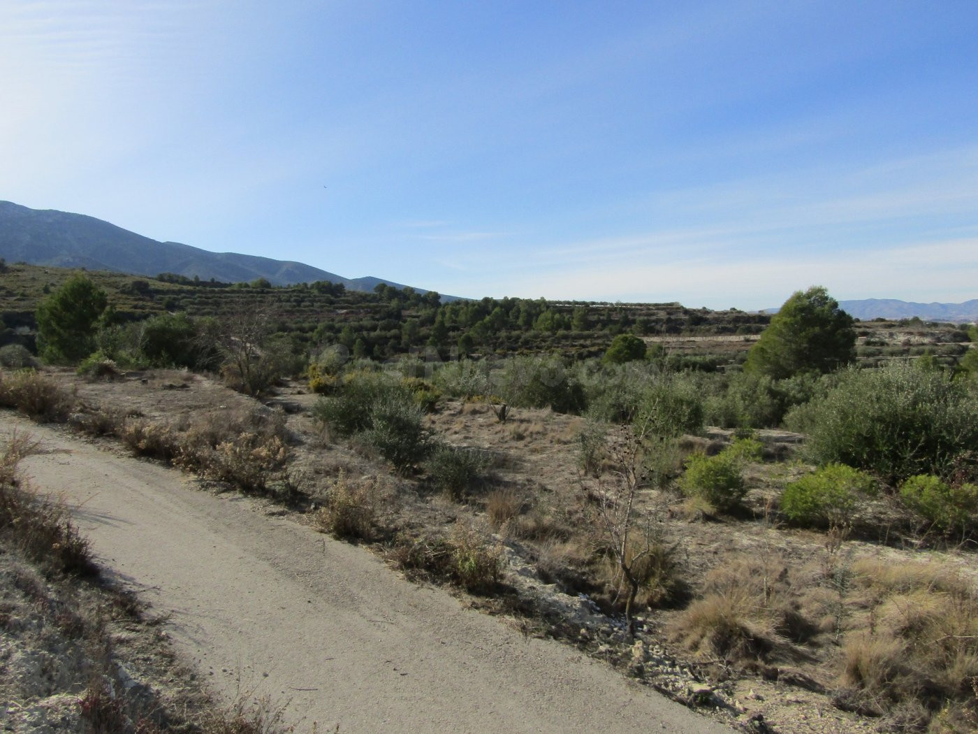 SE VENDE TERRENO DE OLIVOS EN RÀFOL DE SALEM (VALENCIA) - foto 5