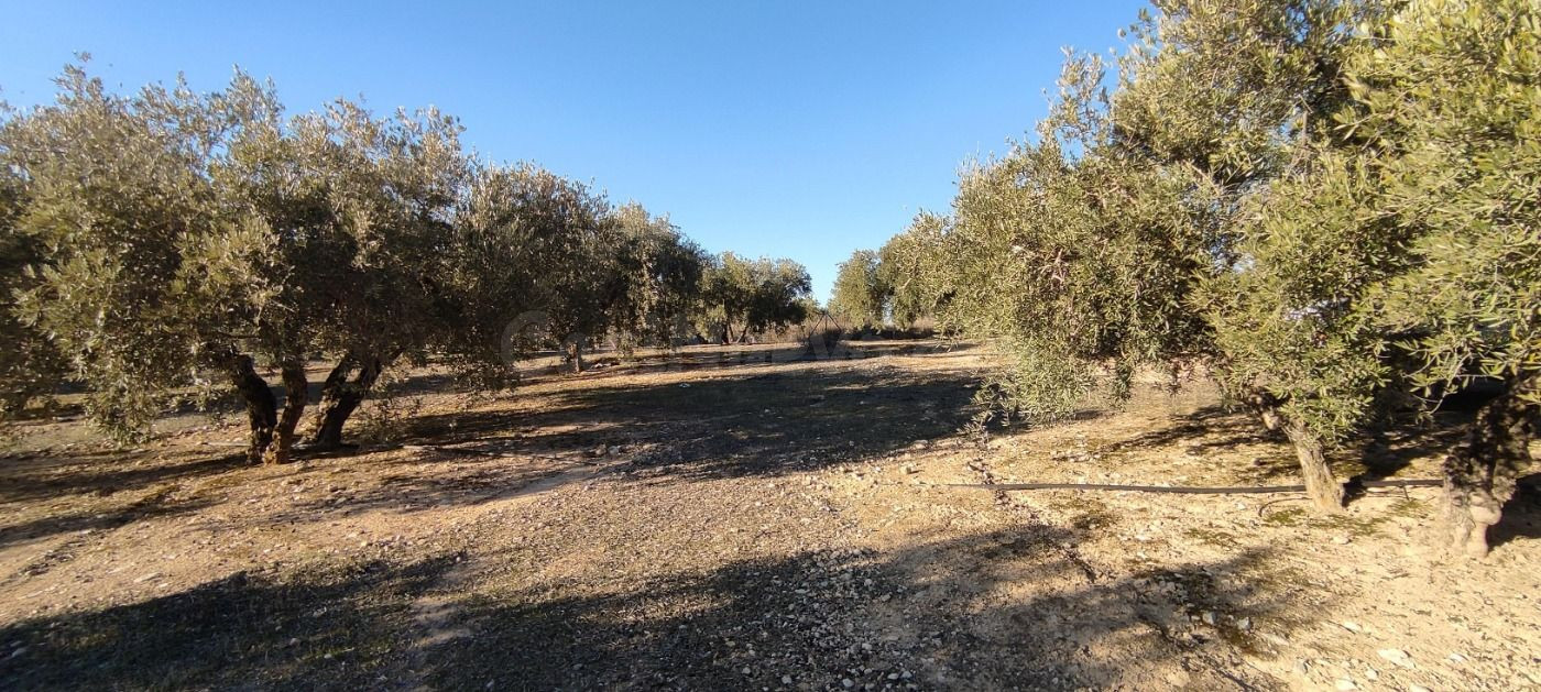 VENTA finca de olivos en paraje Lomas de vitar