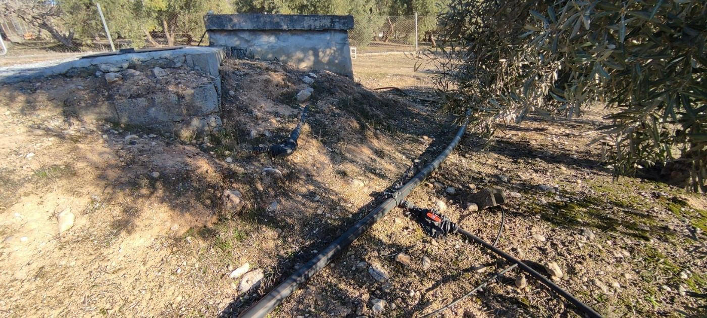 VENTA finca de olivos en paraje Lomas de vitar - foto 3