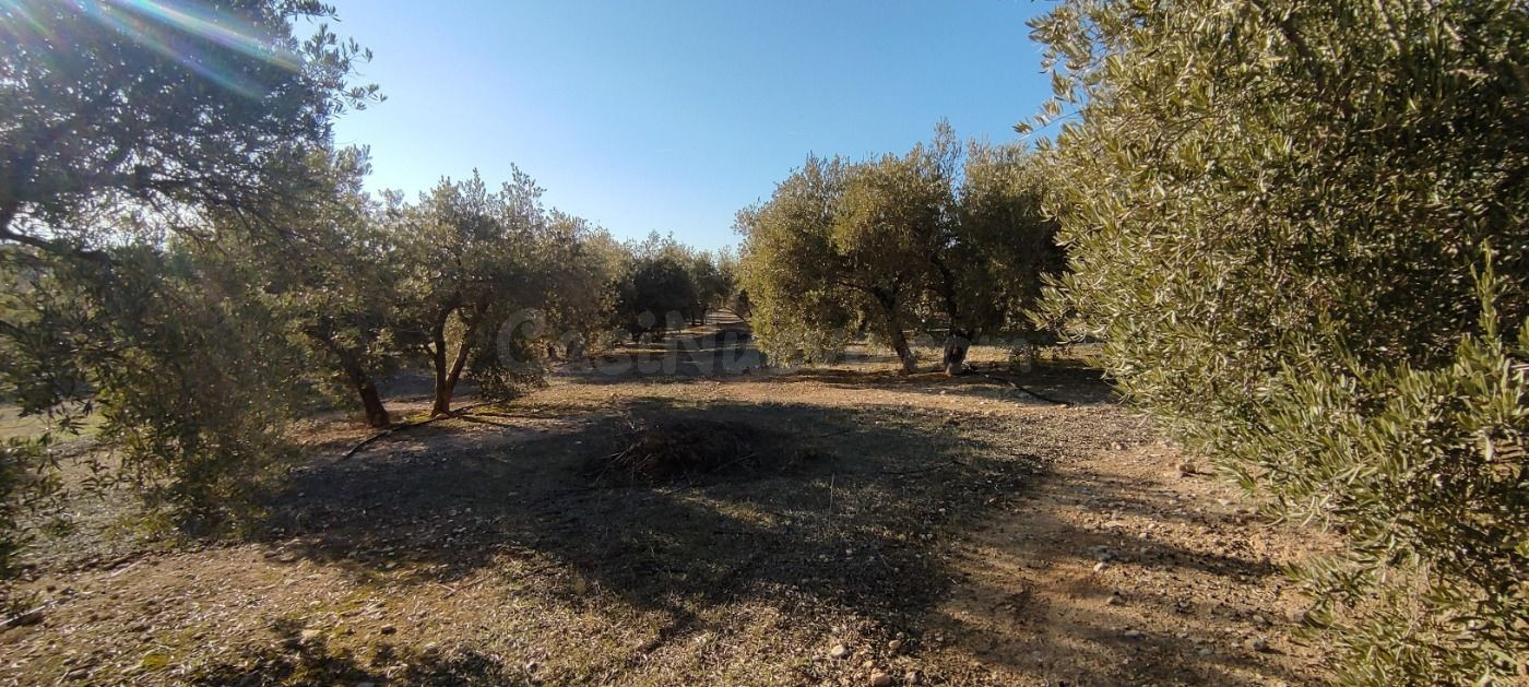 VENTA finca de olivos en paraje Lomas de vitar - foto 4