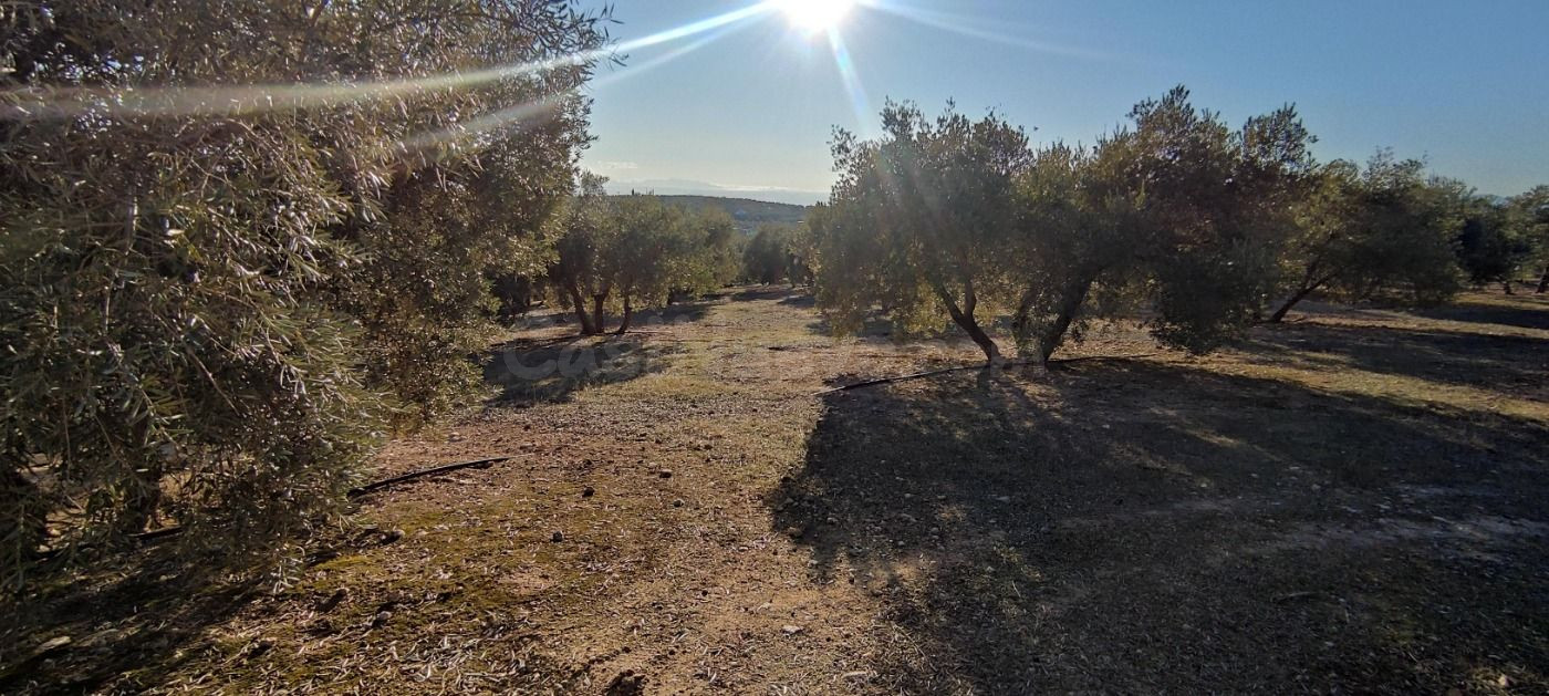 VENTA finca de olivos en paraje Lomas de vitar - foto 5