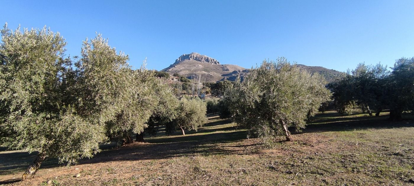 Venta finca de olivos