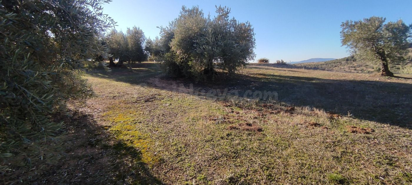 Venta finca de olivos - foto 2