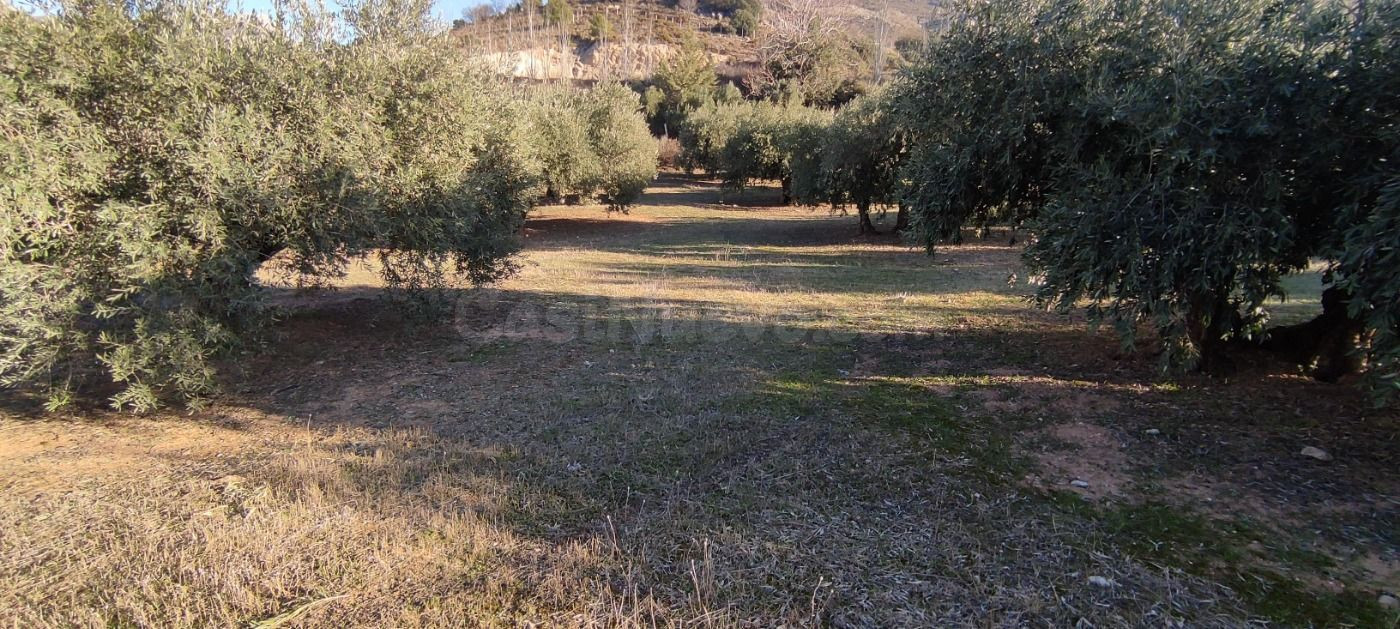 Venta finca de olivos - foto 3